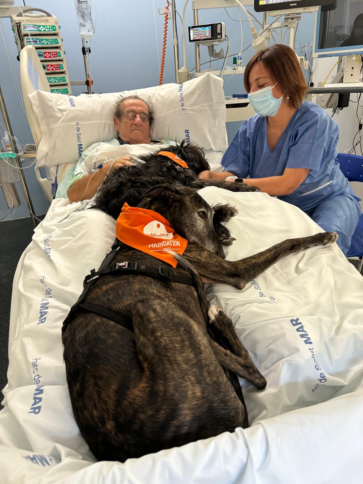 PERROS EN HOSPITALES (UCI)